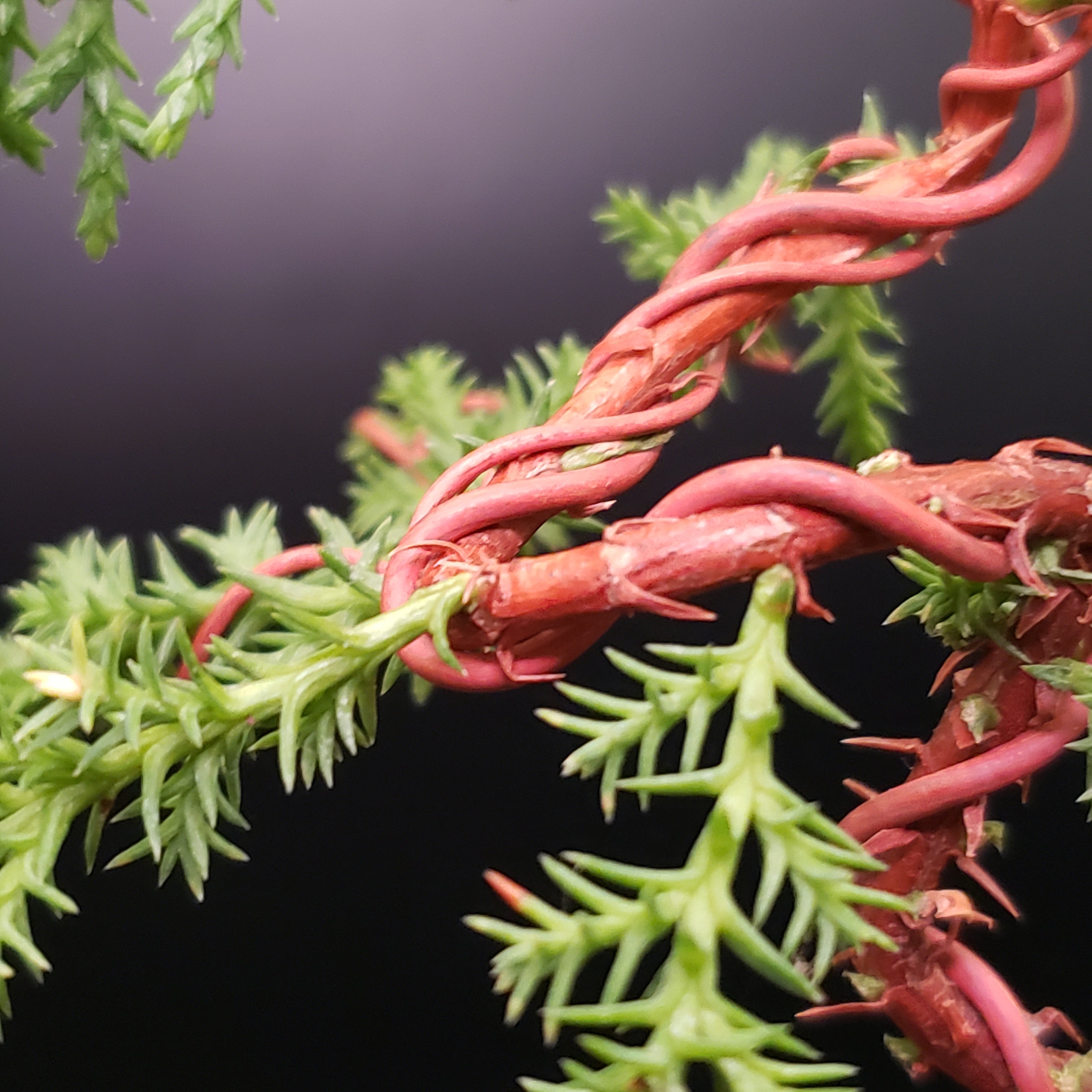 Annealed copper bonsai wire on branches
