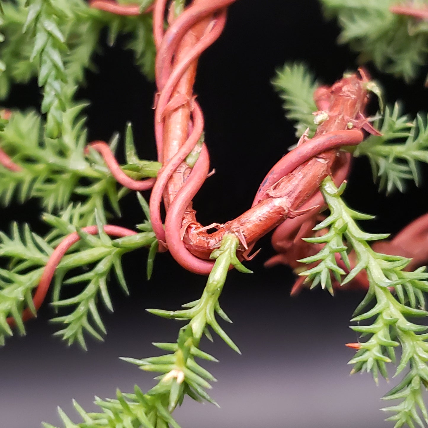 Annealed copper bonsai wire on branches of monterey cypress bonsai with black background